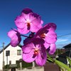 Ванда (Vanda Kultana Blue Pink) 